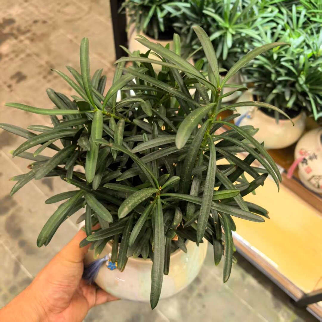 罗汉松盆栽室内好养净化空气