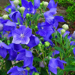 中华桔梗种子喜阳耐寒包袱花铃铛多年生花籽室外景观盆栽花园庭院