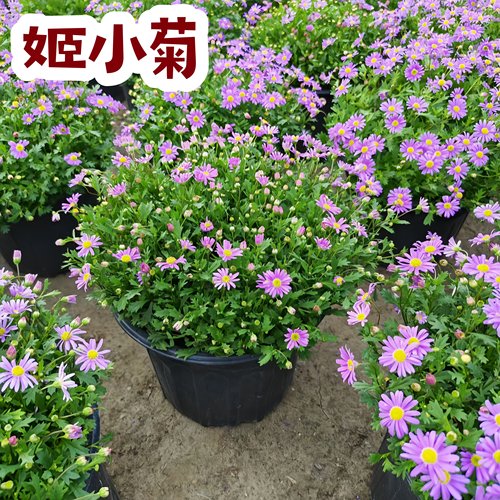 姬小菊盆栽带花苞发货的花