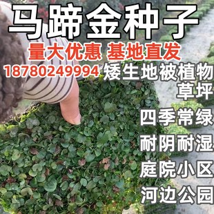 常青耐寒耐热绿化 草籽草坪种子马蹄金种子小金钱草铜钱草种子四季