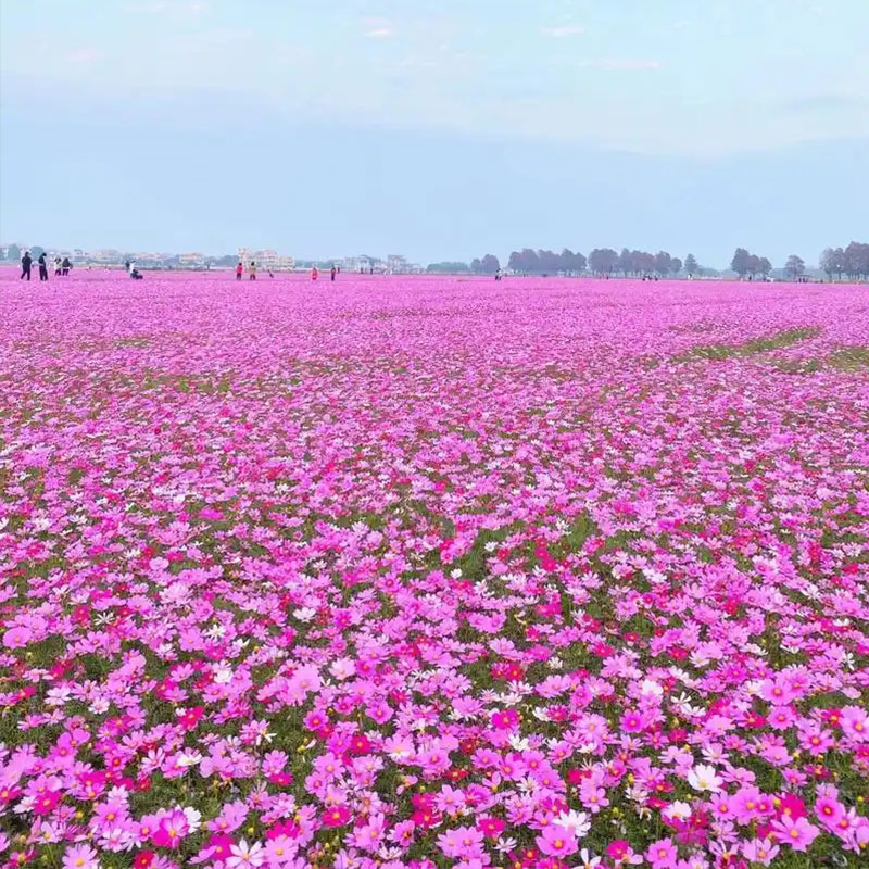 成都格桑花花种籽子波斯菊花籽多年生组合种籽景观绿化百日草种子