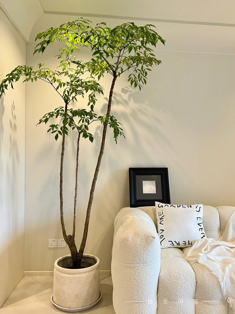 大型室内绿植幸福树盆栽客厅净化空气原生发财树阳台庭院造型盆景,鲜花速递/花卉仿真/绿植园艺,大型绿植/成品组合盆栽,淘宝优惠券,粉丝福利购,淘宝优惠卷