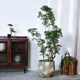 客厅办公室羽叶福禄桐好养盆栽细叶盆景北欧室内客厅绿植大型植物