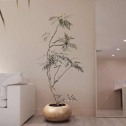 十大功劳黄天竹好养懒人绿植植物喜阴禅意植物侘寂风盆栽净化空气