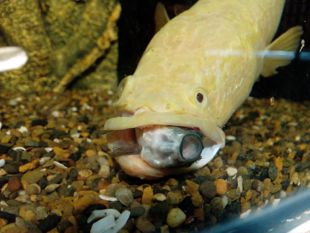 顺丰包邮 黄金雷龙 白化黑鱼苗红眼 雷龙 黄化黑鱼 冷水鱼 原生鱼