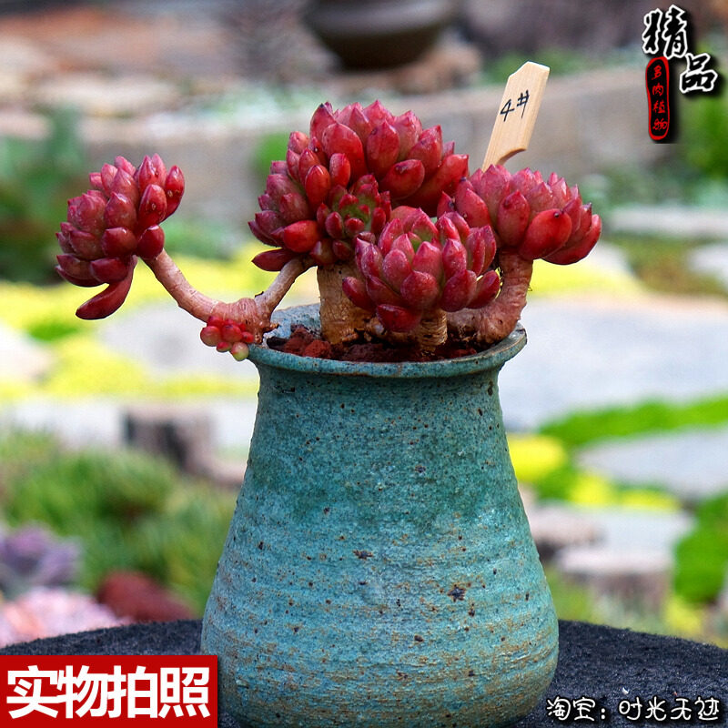 紅寶石造型超老樁吸甲醛壹物壹拍露養精品時光無迹老昆多肉植物在類目 鮮花速遞/花卉仿真/綠植園藝, 花卉/綠植盆栽（新）, 多肉植物中 - 來自Buy2taobao.com提供專業的淘寶代購服務
