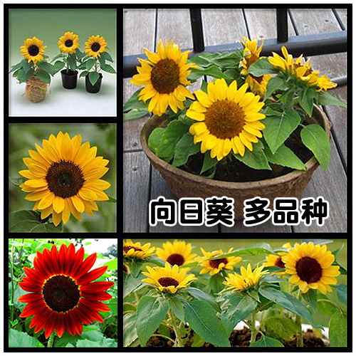 向日葵花种子重瓣春夏播种多色选