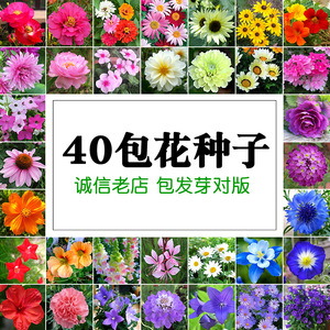 花种子套餐四季阳台盆栽花卉花籽