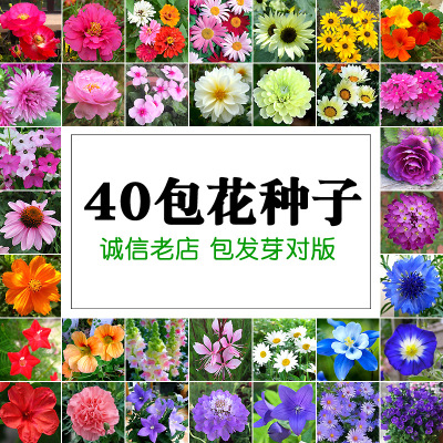 花种子套餐四季阳台盆栽花卉花籽