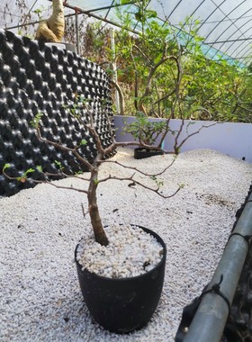进口实生滔天裂榄 Commiphora monstruos橄榄科稀有块根植物带盆
