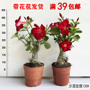 南美姐姐沙漠玫瑰苗室内阳台耐旱植物好养天宝花苗多肉块根盆景植