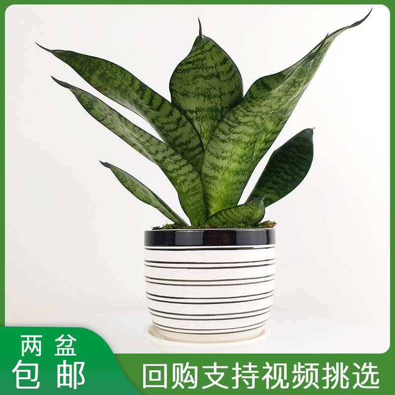 哈尼虎皮兰吸甲醛多肉绿植物盆栽室内桌面防辐射净化空气常绿花卉