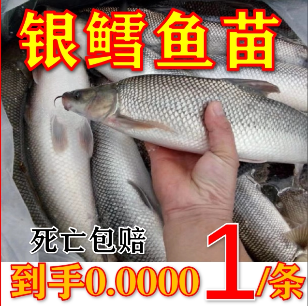 正宗淡水银鳕鱼苗大鳞鲃鱼苗淡水鱼