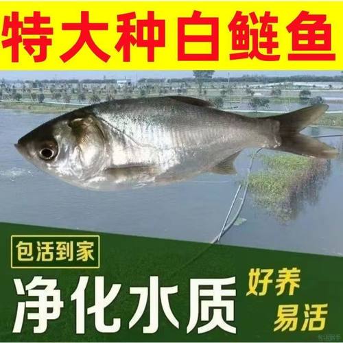 大白鲢鱼苗鲢鱼鳙鱼苗淡水好养殖净化水质大规格鲢鳙鱼苗包活
