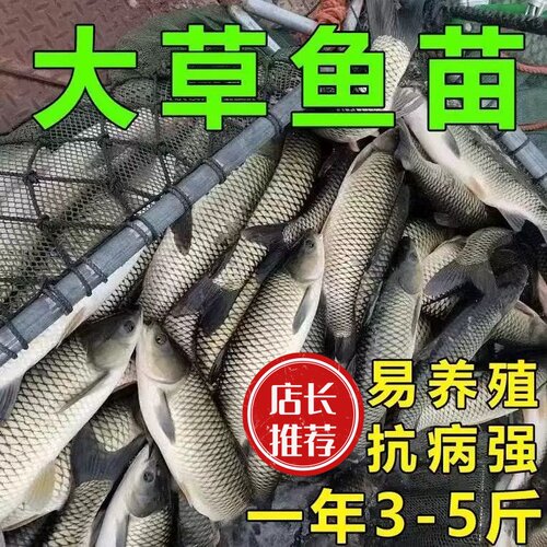 本地草鱼苗家鱼塘苗特大草鱼苗黑脆皖鱼活体半斤半斤草鱼苗