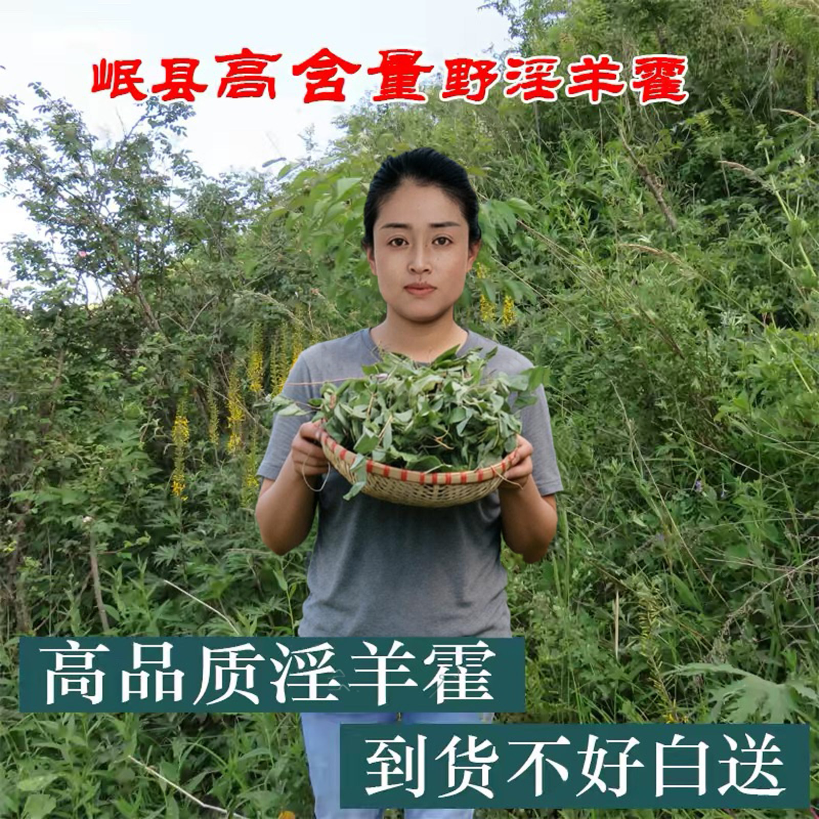 野淫羊藿叶中药材正品肉苁蓉锁阳泡酒甘肃小叶淫洋藿仙灵脾泡茶