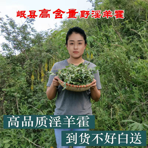 野淫羊藿淫洋藿仙灵脾三枝九叶草