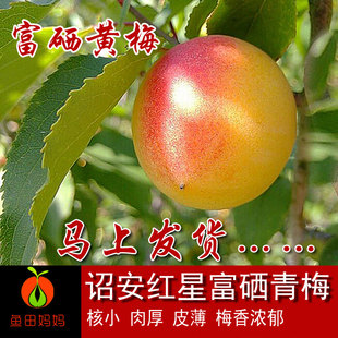 诏安高山胭脂完熟青梅做青梅露青梅酒梅子干孕妇新鲜黄梅5斤精选