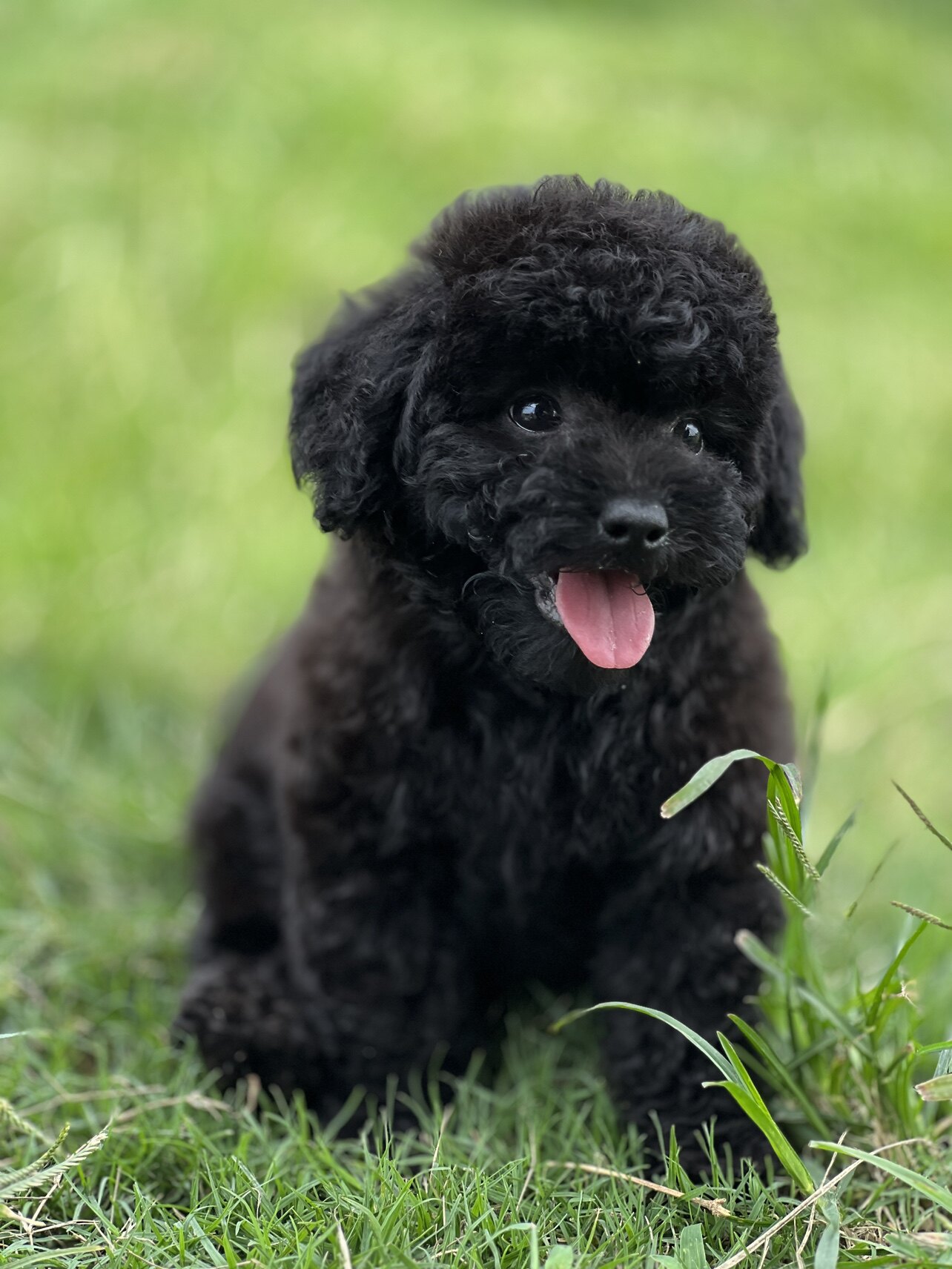 纯种黑色泰迪幼犬小体淘宝交易全国包邮犬瘟细小质保30天活泼可爱