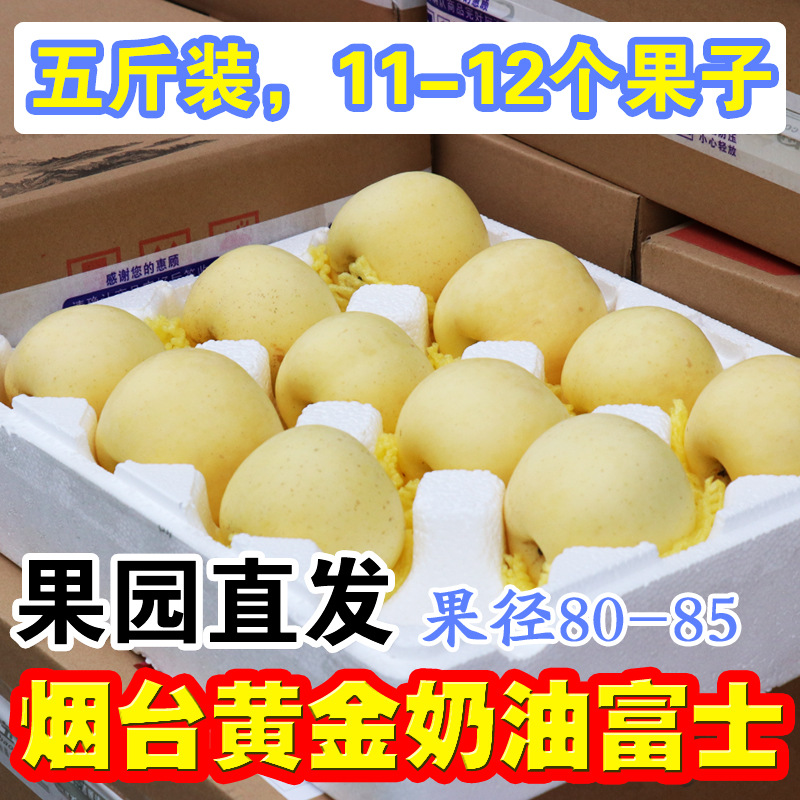 奶油富士苹果黄金富士金富士奶牛新鲜水雪白黄色苹果的脆甜果园