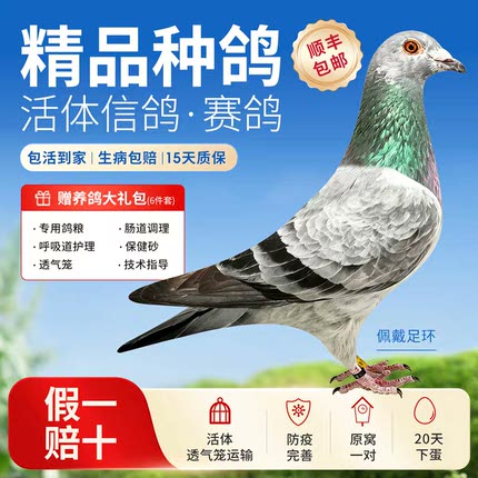鸽子活一对观赏鸽信鸽赛鸽鸽子小鸽活物幼鸽活体原配种鸽血统