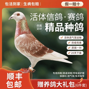 鸽子活体一对纯种信鸽赛鸽观赏鸽成绩鸽活物幼鸽原配精品种鸽血统