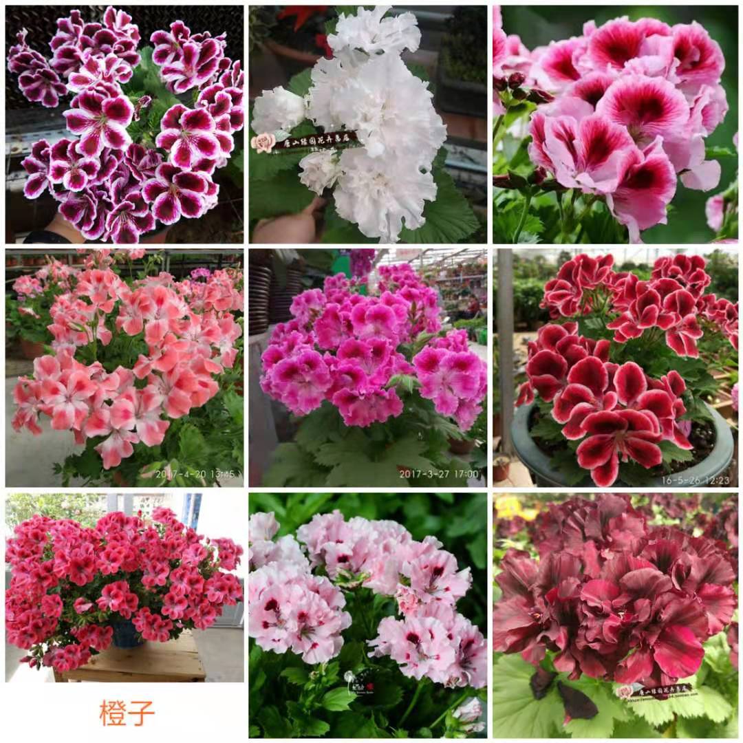 38包邮唐山绿园花卉天竺葵--大花天阳台花园植物已春化蝴蝶梅小苗