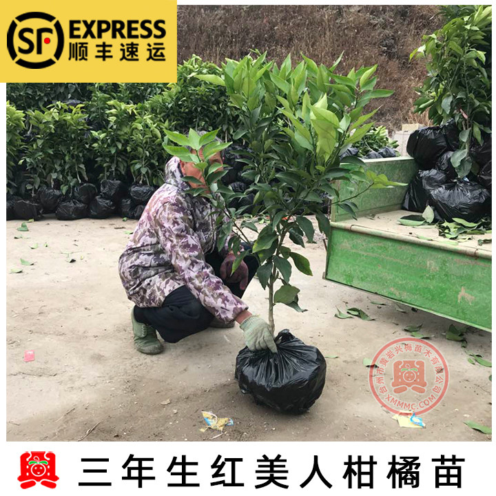 红美人蜜桔红美人盆栽柑橘果树苗