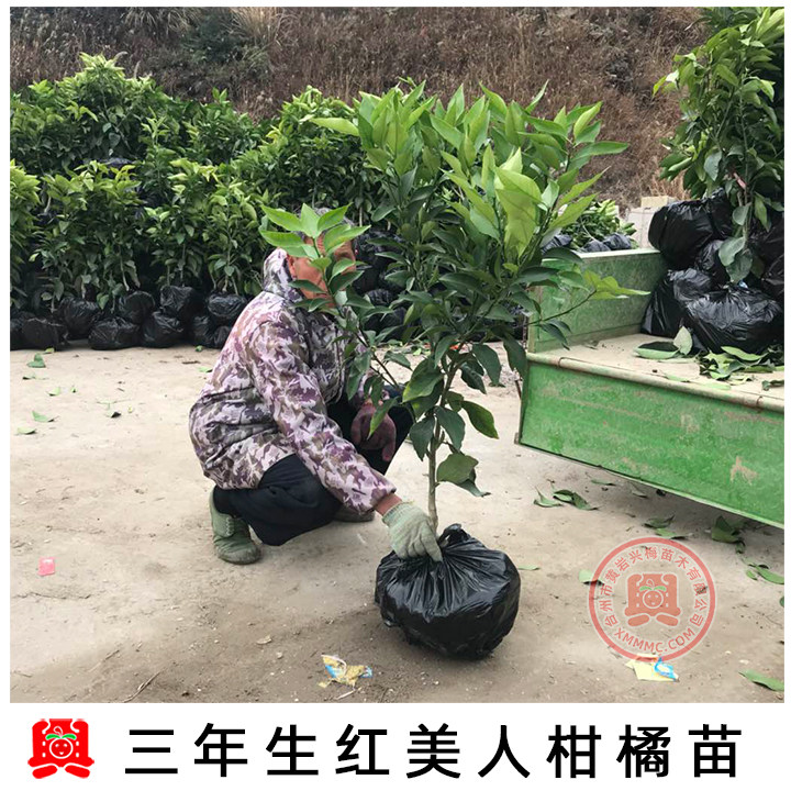 3年生爱媛38号红美人蜜桔柑橘苗盆栽果树苗橘子树桔子苗木|ruв категории доставка цветов/цветок моделирования/растения садоводства, садовое растение/даосское дерево/фруктовых деревьев, фруктовых деревьев - от Buy2taobao.com для оказания профессиональной услуги покупки агента Taobao