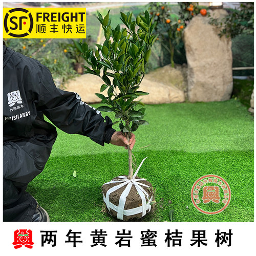 嫁接嫁接黄岩柑桔庭院移栽植物
