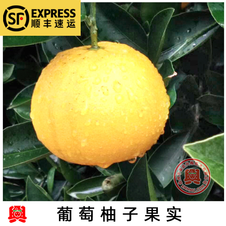 盆栽地栽果树苗葡萄柚移植苗