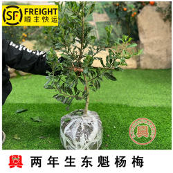 两年生嫁接东魁杨梅果树苗木田里栽培庭院别墅植物绿化移栽苗