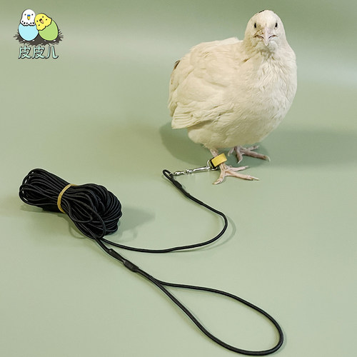 柯尔鸭牵引绳遛鸭遛鸡