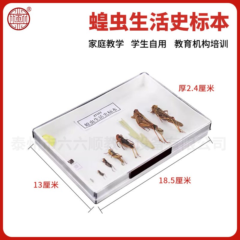 速发蝗虫生活史标本 J401 中学生物教学器材演示模型
