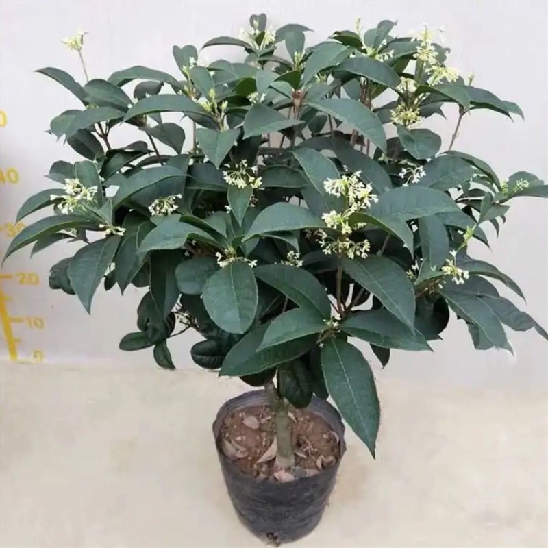 速发桂花盆栽苗浓香花四季桂花花开不断室内台都好型养卉绿格坤