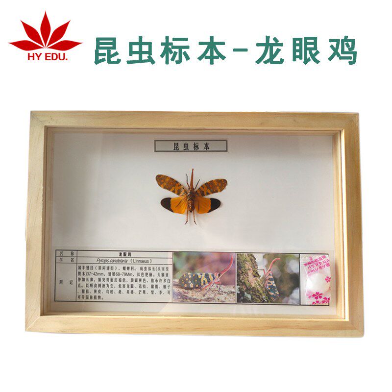 速发昆虫类昆虫教学标本展馆展出真虫展示立体生动龙眼鸡标本