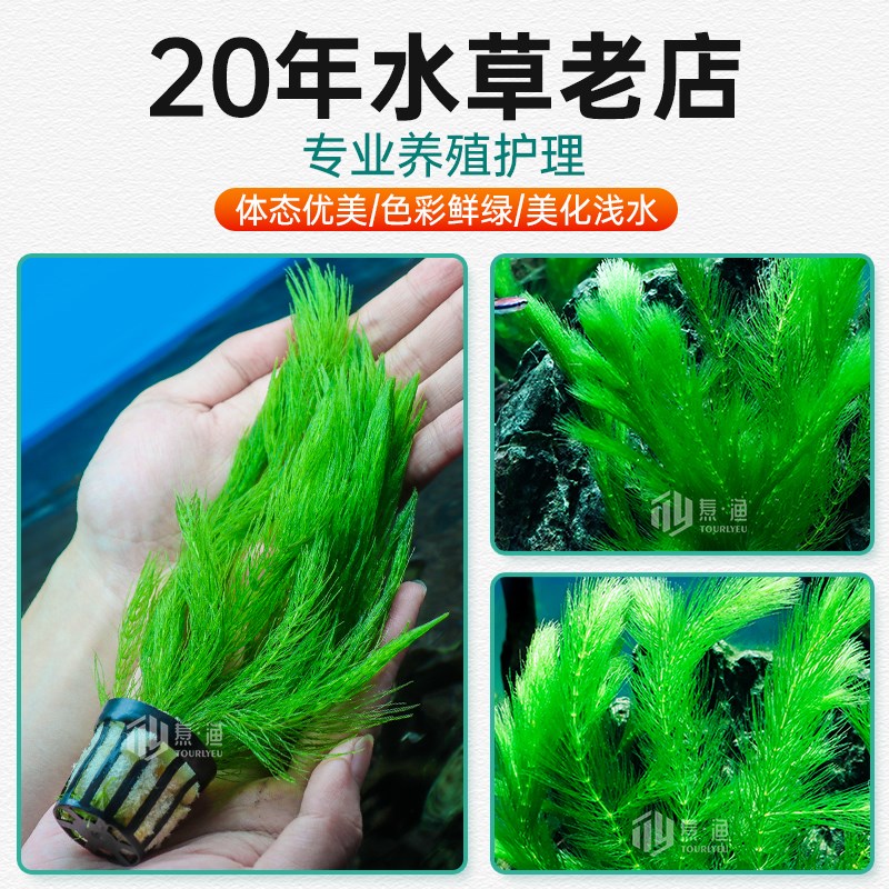 速发藻水草鱼缸造景挂卵氨氮净化水质好养易活定植种植无根淡水