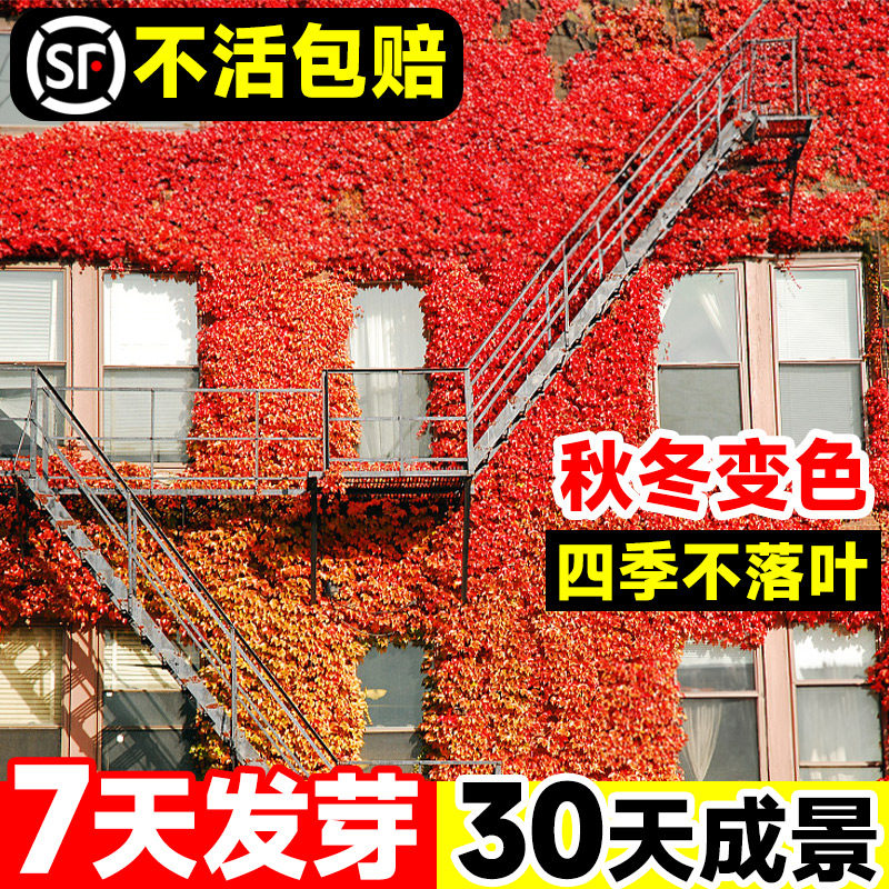 速发活山虎爬藤植物四季藤爬墙虎室外庭院易爬爬籽蔓花卉盆栽