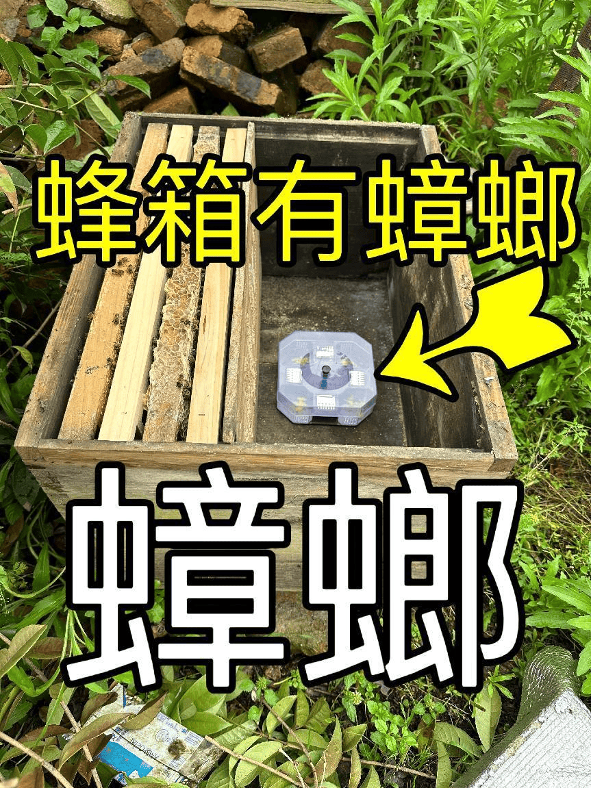 蟑螂药养蜂防虫药驱赶蜂箱场蟑螂蚂蚁巢虫中蜂烂子病棉虫诱捕器