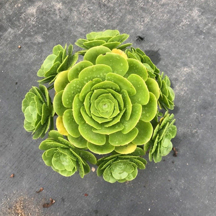 多肉植物紫镜价格 多肉植物紫镜图片 星期三