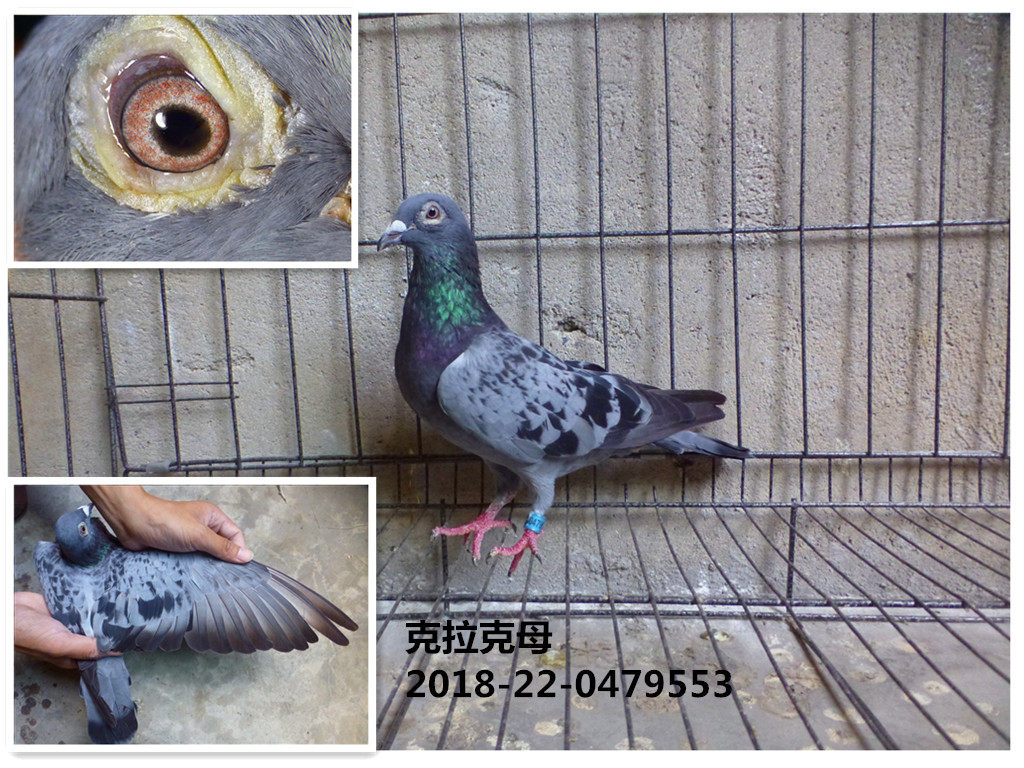鸽子 赛鸽 信鸽 种鸽 幼鸽 成绩鸽 天落鸟 血统鸽 活体-克拉克母