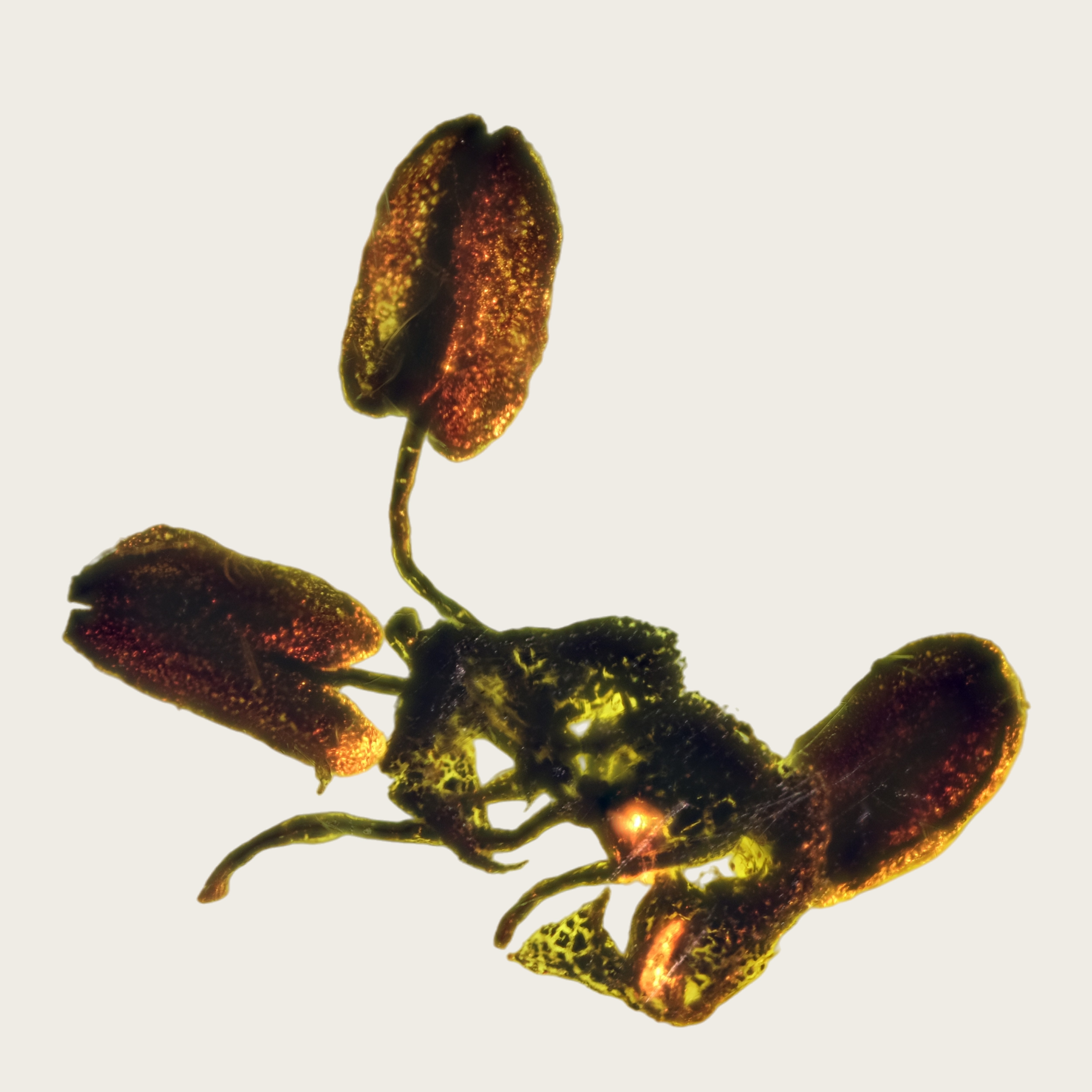 2511-29 天然波罗的海琥珀植物珀 极其罕见的花蕊 23*19*9mm 2.3g