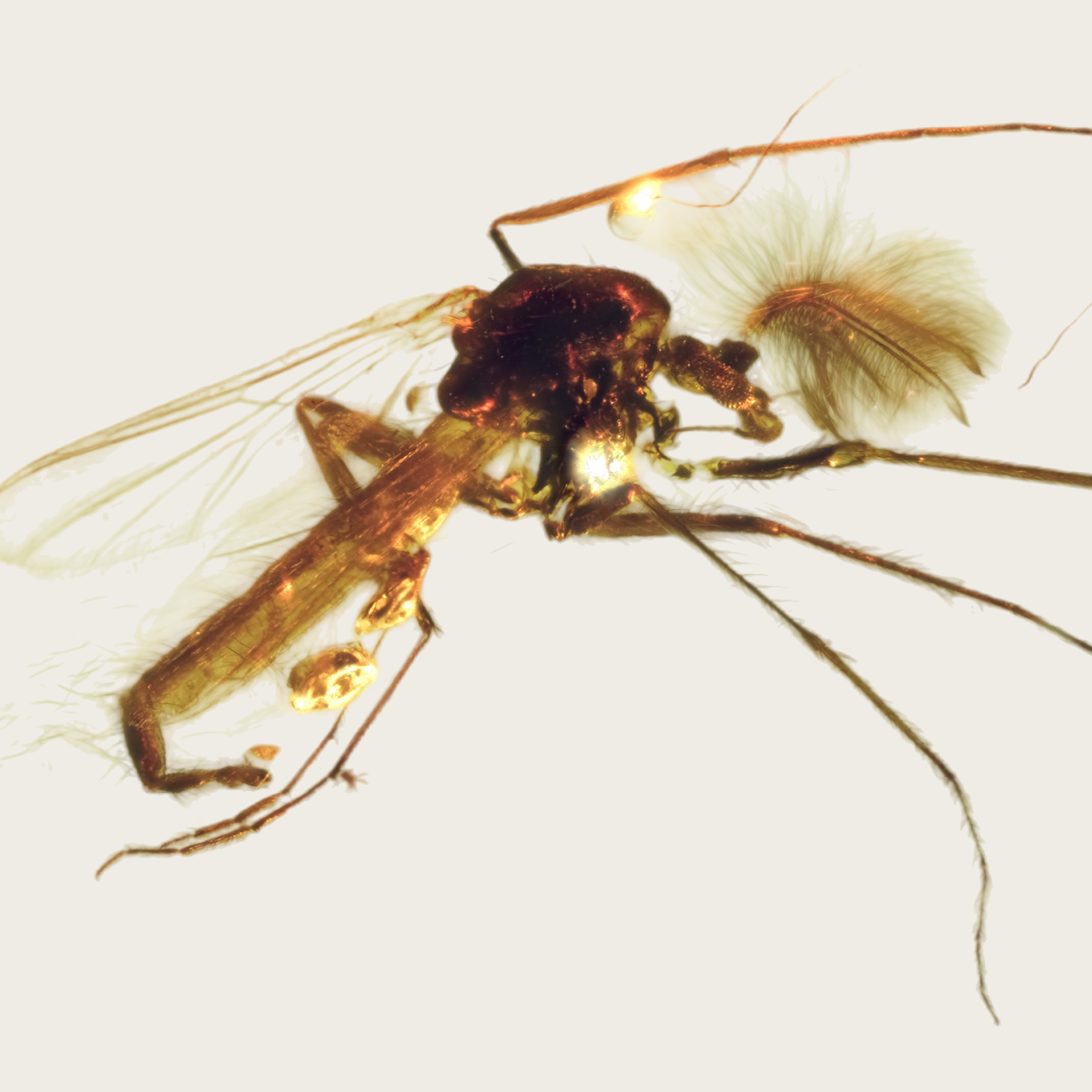 2511-19 天然波罗的海琥珀虫珀 超级漂亮的摇蚊 28*11*8mm 1.7g