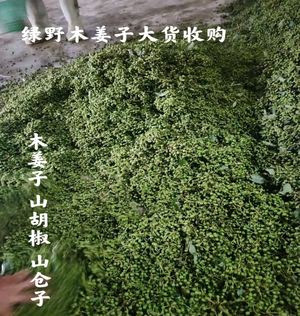 销木姜子苗优质高产山胡椒苗山仓子苗现挖现卖量大价优长期有货厂