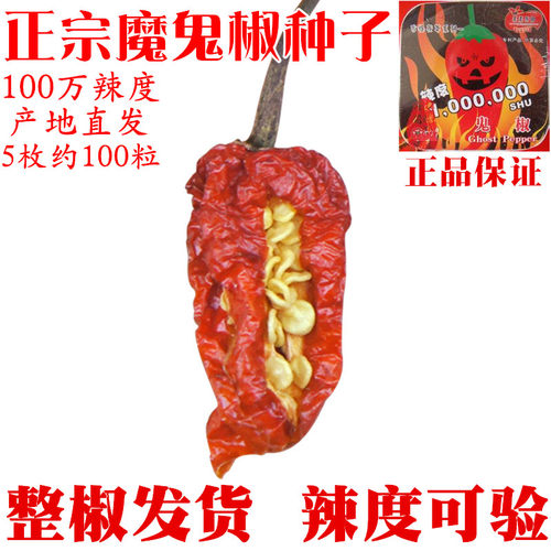 100粒印度魔鬼辣椒云南涮涮辣种子超特辣度100万正品正宗产地直销