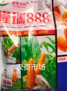 【广西热卖】隆瑞888玉米种子 杂交白轴 黄籽半硬粒抗病高产包谷