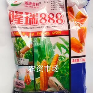 【广西热卖】隆瑞888玉米种子 杂交白轴 黄籽半硬粒抗病高产包谷
