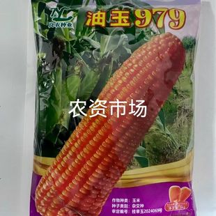 【热卖】原装正品油玉979高产抗病硬粒型杂交玉米种子--1公斤