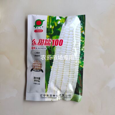 东亚东甜糯100杂交玉米种口感好熟期早高产白轴 籽粒白半马齿粒型