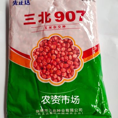 先正达三北907 三北89 三北2号饲料玉米种子 大棒高产白轴马齿型